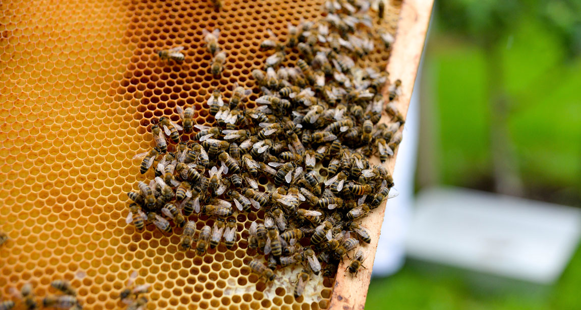 GPS: I motsetning til en humle, som flyr på måfå fra blomst til blomst, er bienes navigasjon like nøyaktig som en GPS i et fly på vei til Tokyo. 